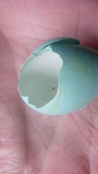 Robin egg shell