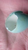 Robin's egg shell