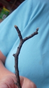 Branch